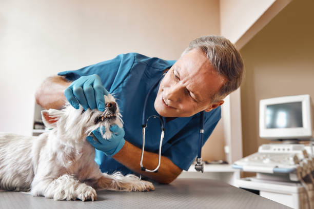 Best Emergency Treatment for Dental Infections or Abscesses in Pinellas Park, FL